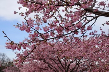 河津桜