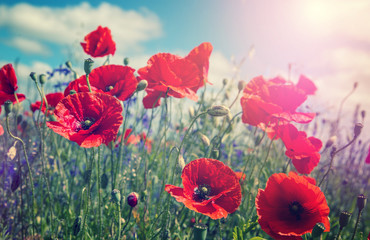 poppy flowers in the field close up glowing in sunlight.  on the spring meadow. creative image. nature background. picturesque landscape. instagram filter