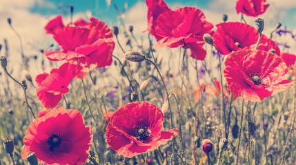 close up fresh, red flowers poppy on the green field, in the sunlight. on the perfect blue sky background. majestic rural landscape. natural creative picture. instagram filter