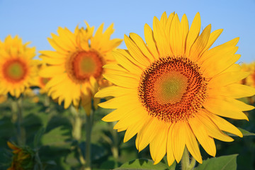 Fototapeta premium Sunflowers