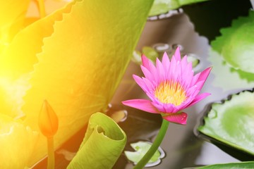 Lotus lilly pink on water beautiful with sunset light tone. © pramot48