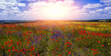 Panele Szklane Podświetlane  kolorowe kwiaty w polu w słoneczny dzień. wspaniały letni krajobraz. tło natury