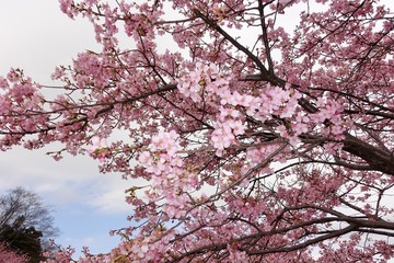 河津桜