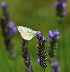 butterfly : piéride de la rave