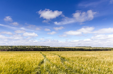 road  through Golden wheat field, perfect blue sky. majestic rural landscape. harvest concept