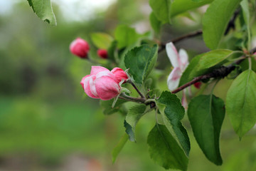 Flower buds and blooms on apple-tree branch.
