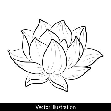 Sketch of a lotus on a white background.