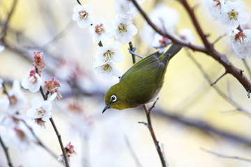 白梅にメジロ