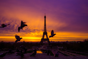 Awesome incredible pink-orange-lilac sunrise. View of the Eiffel Tower from the Trocadero. Birds doves flying in the foreground. Beautiful morning cityscape. Paris. France.