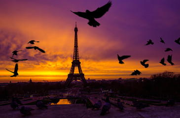 Awesome incredible pink-orange-lilac sunrise. View of the Eiffel Tower from the Trocadero. Birds...
