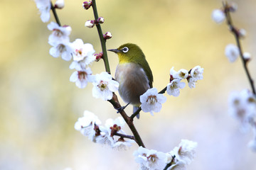 白梅にメジロ