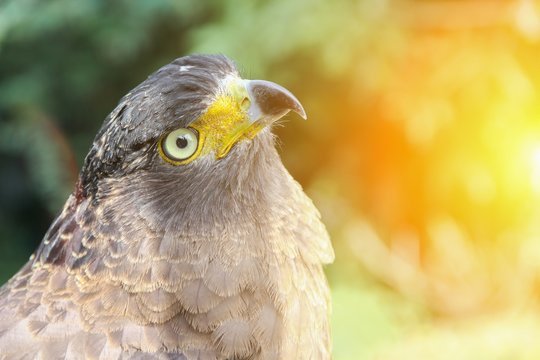 Falcon Peregrine or golden eagle, Closeup with sunset light tone