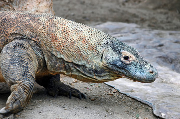 Komodo dragon; close up