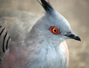 Australian crested pigeon; close up