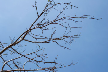 Texture of Dry twigs with clear blue sky background