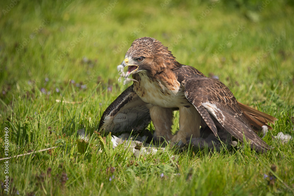 Poster a red tailed hawk standing on the grass with feathers on its beak eating prey