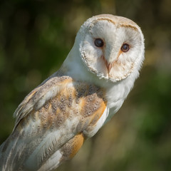Obraz premium A very close detailed three quarter portrait of a barn owl perched and looking forward