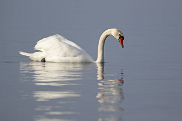 Mute swan, Cygnus olor, swimming in a lake with reflections in smooth water