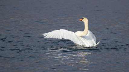 Mute swan, Cygnus olor, elegantly flapping its wings in a lake with reflections 