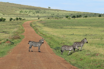 Fototapeta premium Zebras crossing in Massai Mara, Kenya