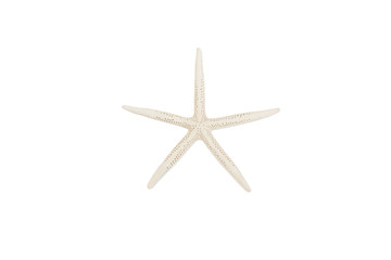 Sea Star also known as star fish isolated on white