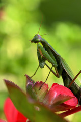 mantis religiosa