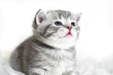 Portrait of a beautiful baby kitten with blue eyes. Grey tabby kitten color