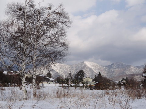 white mountain & white trees