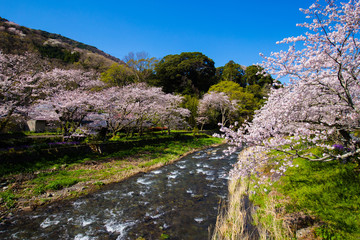 Japanese spring with Sakura and river