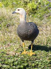 Magellan Goose female, Chloephaga Picta, Falkland Islands