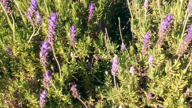 Bees flying over lavender bushes, close-up with sliding