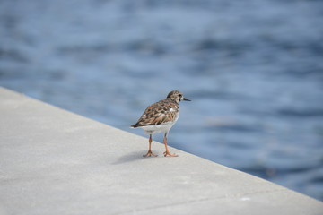 Ruddy Turnstone (Arenaria interpres)
