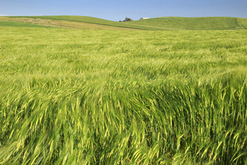 Springtime.Between Apulia and Basilicata: hilly landscape with green cornfields.ITALY. Ears of corn...