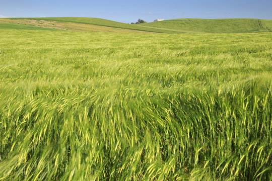Springtime.Between Apulia and Basilicata: hilly landscape with green cornfields.ITALY. Ears of corn in the wind.Spring countryside with immature cultivations:in the distance a rural house.