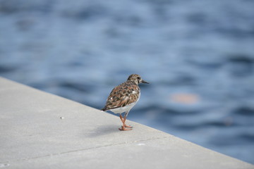 Ruddy Turnstone (Arenaria interpres)
