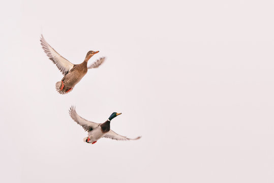 two wild ducks flying in the sky (hunting bird), isolated background