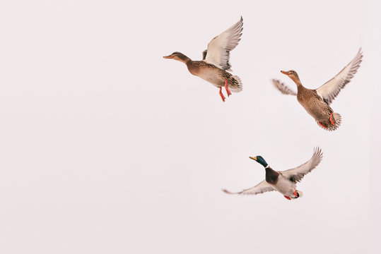 three wild ducks flying in the sky (hunting bird), isolated background