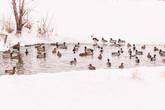 wild ducks on the shore of the frozen pond in the snow (on Hoth birds)