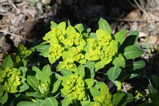 Euphorbe d'irlande, Euphorbia hyberna