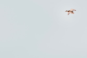 one wild duck flying in the sky (hunting bird), isolated background