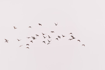many ducks fly in the sky (hunting bird)