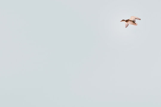 one wild duck flying in the sky (hunting bird), isolated background
