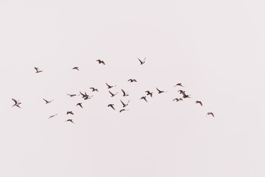 many ducks fly in the sky (hunting bird)
