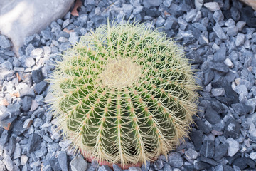 round cactus