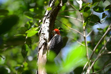 Golden-fronted Woodpecker