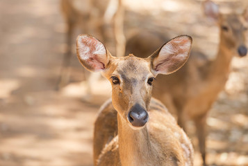 close up young siamese eld deer , Thamin, brow antlered deer ( Cervus eldi Siamensis) wildlife in natural