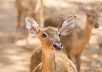 close up young siamese eld deer , Thamin, brow antlered deer ( Cervus eldi Siamensis) wildlife in natural