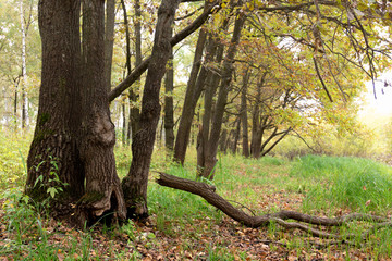 birch grove on a sunny day in May
