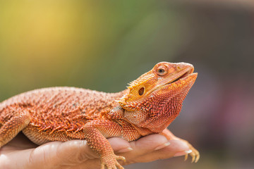 Naklejka premium close up bearded dragon (Pogona Vitticeps ) australian lizard on hand selective soft focus