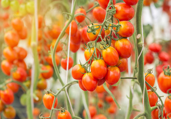 Close up cherry tomatoes hanging on trees in greenhouse selective focus